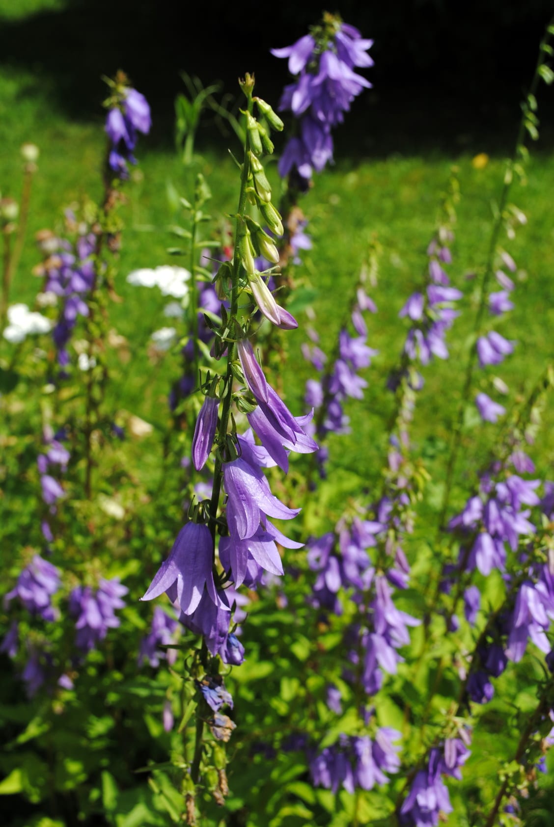 samen-maier-bio-wildblumen-acker-glockenblume-saatgut image 3