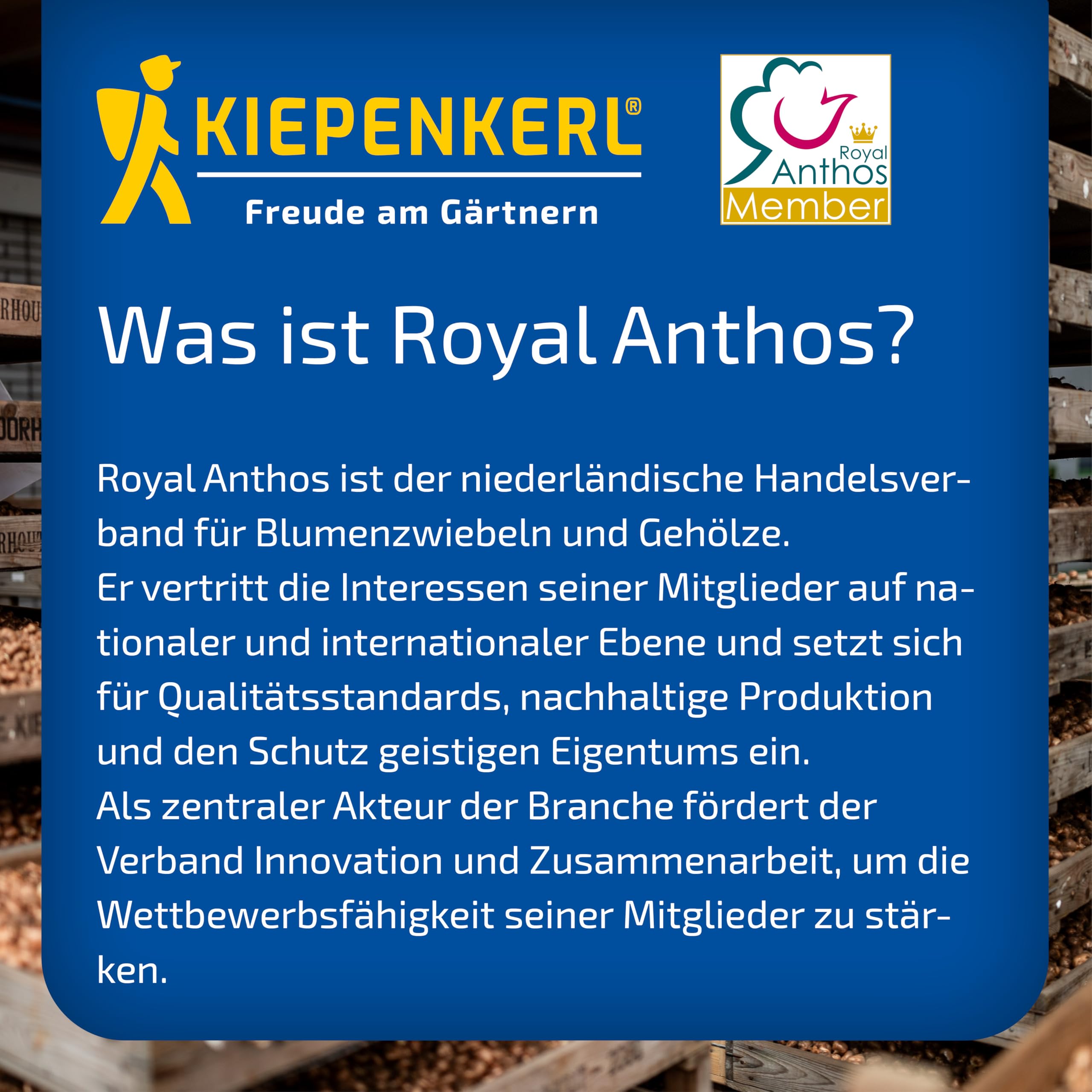 kiepenkerl-2775023-armenische-traubenhyazinthe-blumenzwiebeln-kobaltblau image 3
