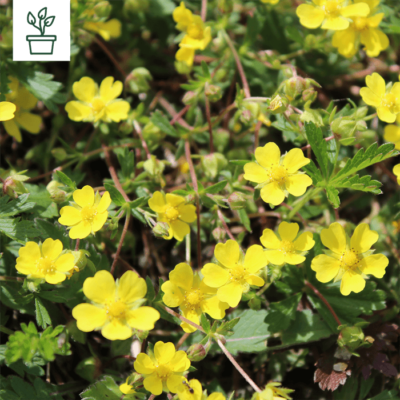 samen-maier-bio-fr-hlings-fingerkraut-potentilla-neumanniana-im-topf image 3