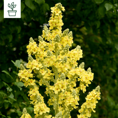 samen-maier-bio-gro-bl-tige-k-nigskerze-verbascum-pflanze-im-topf image 2