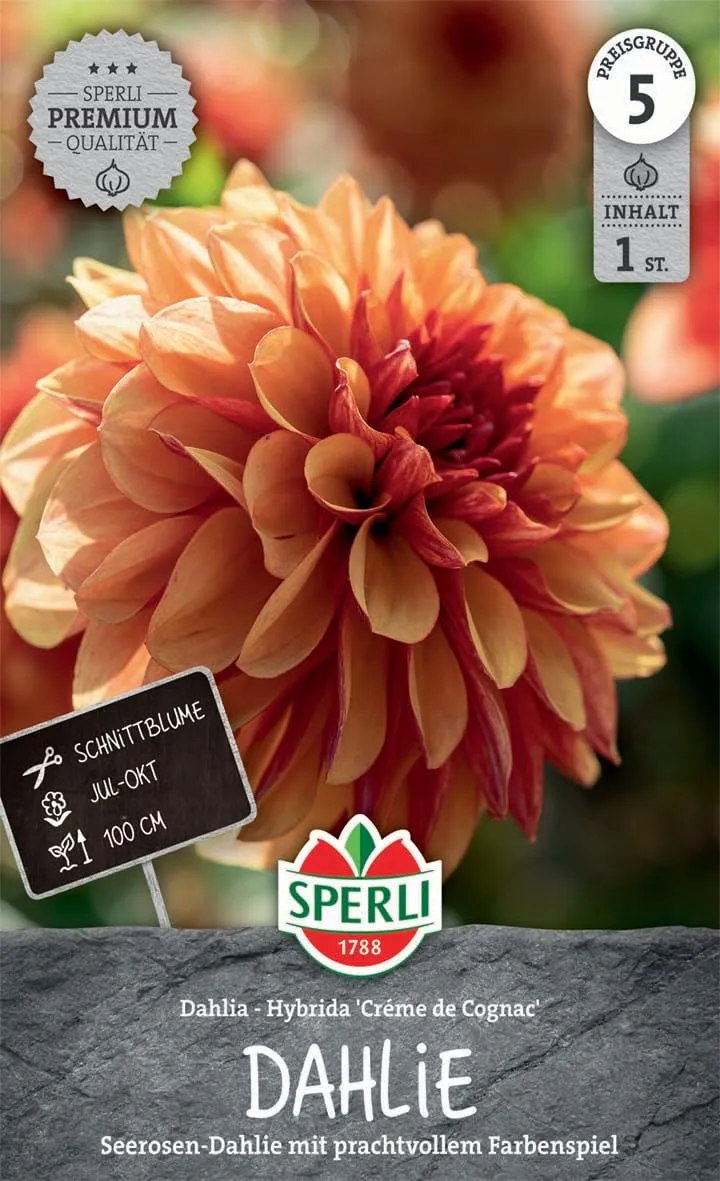 sperli-seerosen-dahlie-creme-de-cognac-266962-blumenzwiebel-f-r-1-pflanze-100-cm image 1