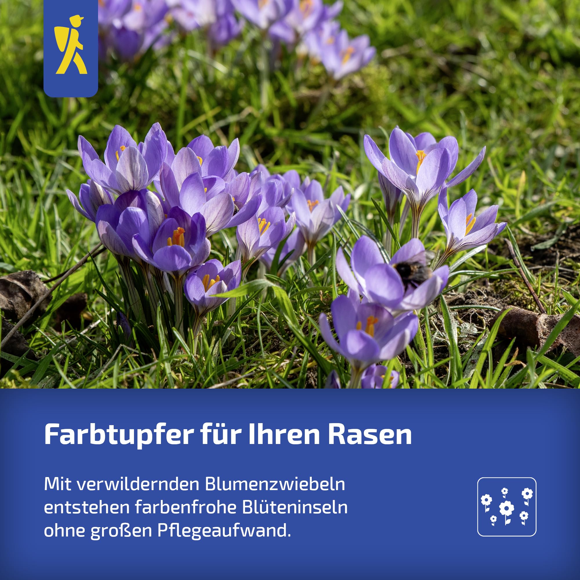 kiepenkerl-baumlilien-giant-tree-flowers-mega-pack-duftende-riesen-lilien-150-20 image 7