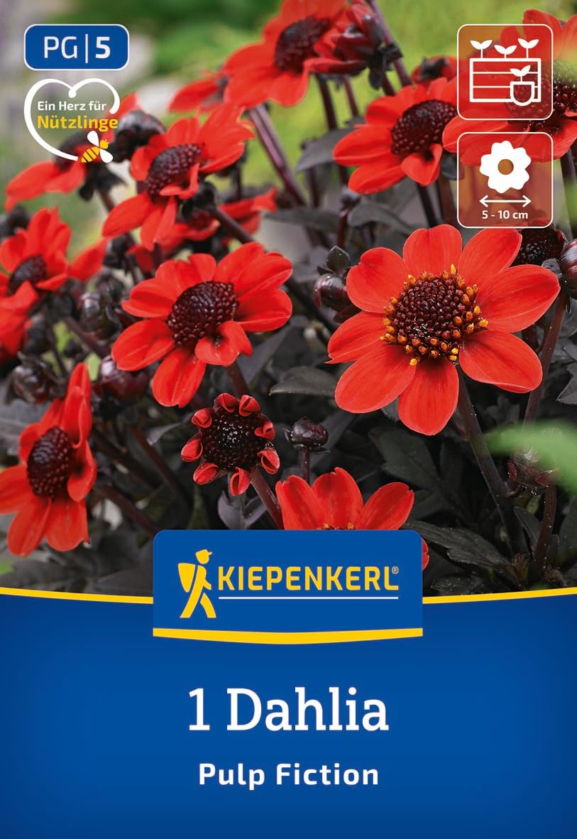 kiepenkerl-beet-k-bel-dahlie-pulp-fiction-knolle-orangerot-dunkellaubig-30-cm image 1