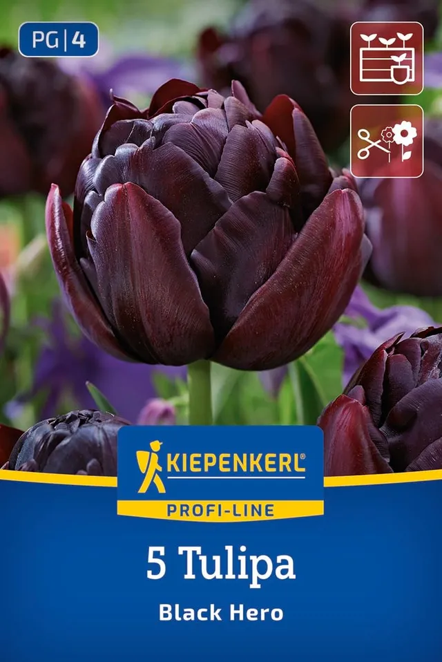 kiepenkerl-profi-line-gef-llte-sp-te-tulpe-black-hero-2000006-blumenzwiebeln image 1