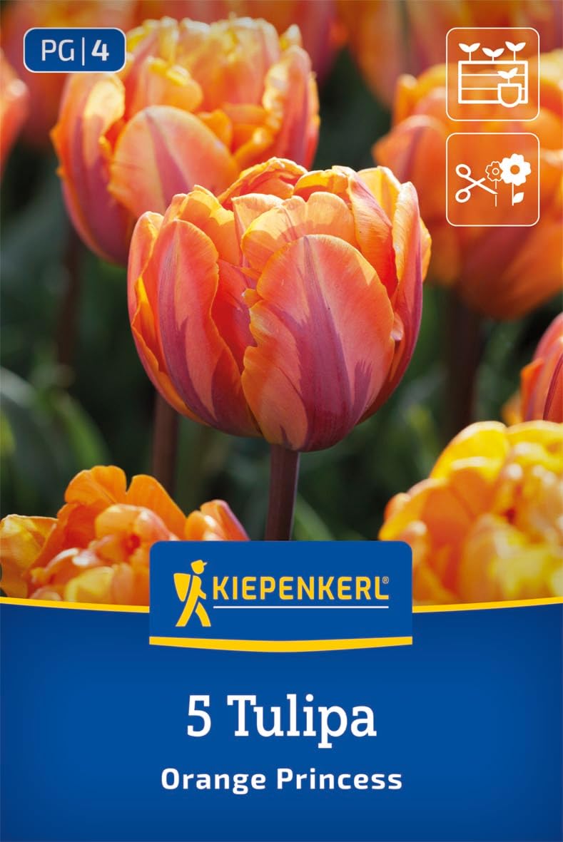 kiepenkerl-gef-llte-sp-te-tulpe-orange-princess-blumenzwiebeln image 1