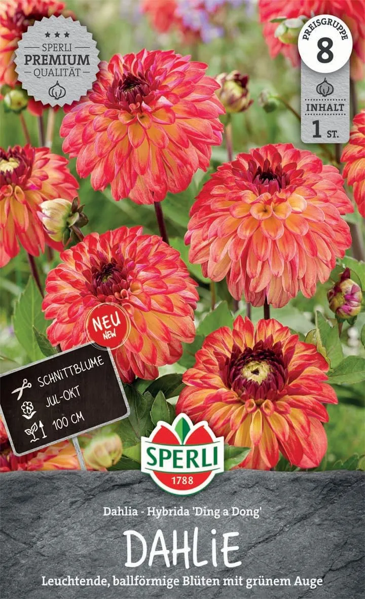 sperli-dekorative-dahlie-ding-a-dong-267754-orange-ballbl-te-100-cm image 1