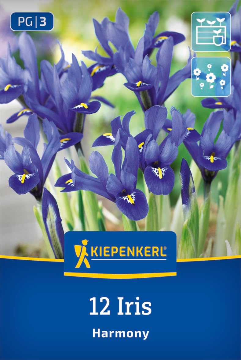 kiepenkerl-netzblatt-schwertlilie-iris-reticulata-blumenzwiebeln-violett-gelb image 1