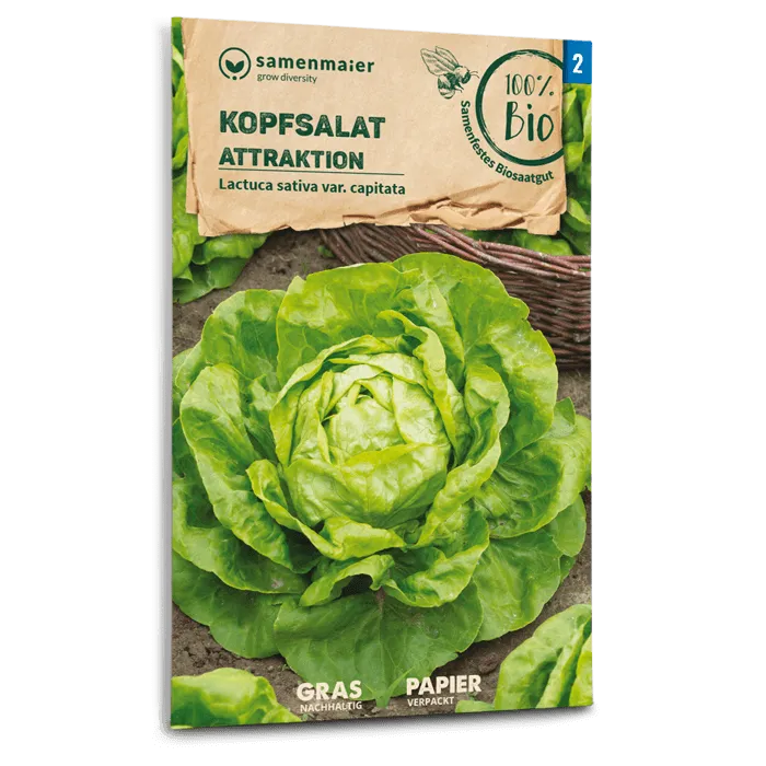 samen-maier-bio-kopfsalat-attraktion-gem-sesamen image 1