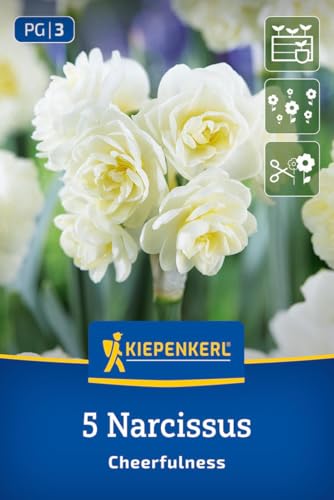 kiepenkerl-poetaz-narzisse-cheerfulness-blumenzwiebeln-gef-llt-wei-mehrbl-tig-du image 8