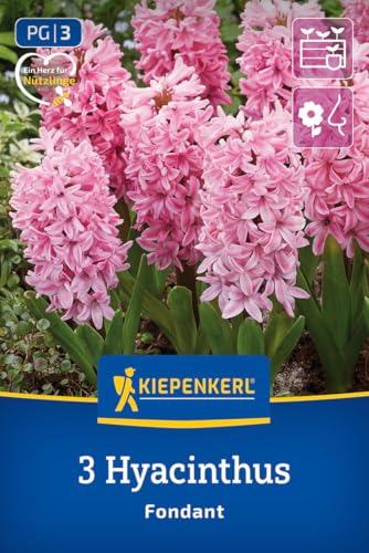 kiepenkerl-hyazinthe-fondant-blumenzwiebeln-rosa-duftend-20-cm-m-rz-april image 8