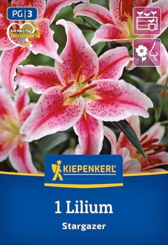kiepenkerl-oriental-lilie-stargazer-blumenzwiebeln-rosa-90-cm image 7