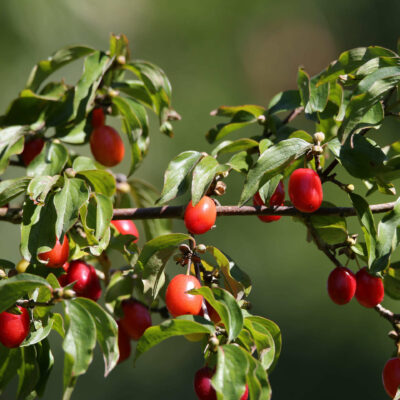 samen-maier-bio-kornelkirsche-jolico-obstgeh-lz image 3
