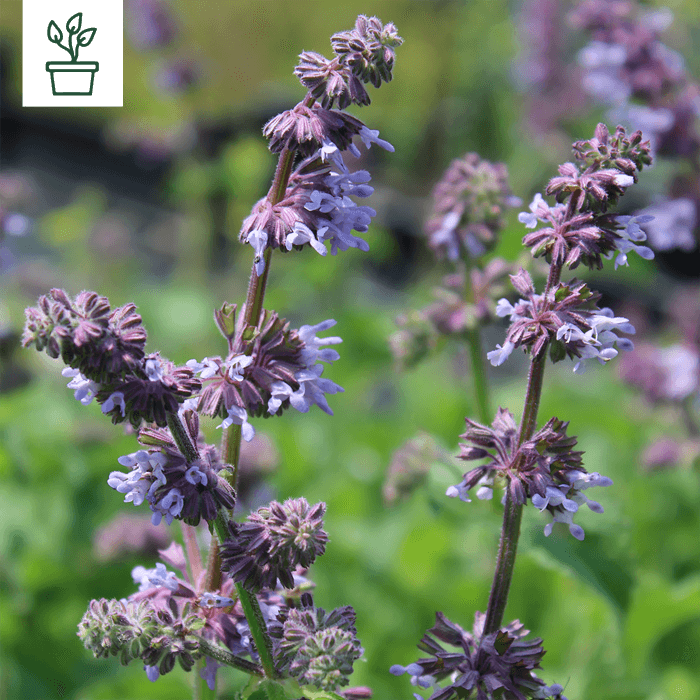 samen-maier-wilde-bl-ten-f-r-2-3-m-kraut-und-r-ben-24-wildblumen-pflanzen-blumen image 5