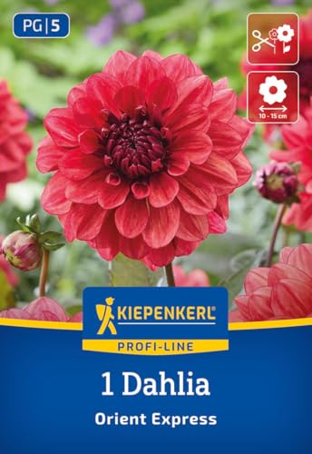 kiepenkerl-profi-line-dahlie-orient-express-blumenzwiebeln-dunkellaubig image 7