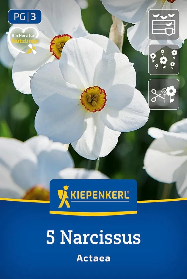 kiepenkerl-dichternarzisse-actaea-blumenzwiebeln-wei-orange-april-mai image 1