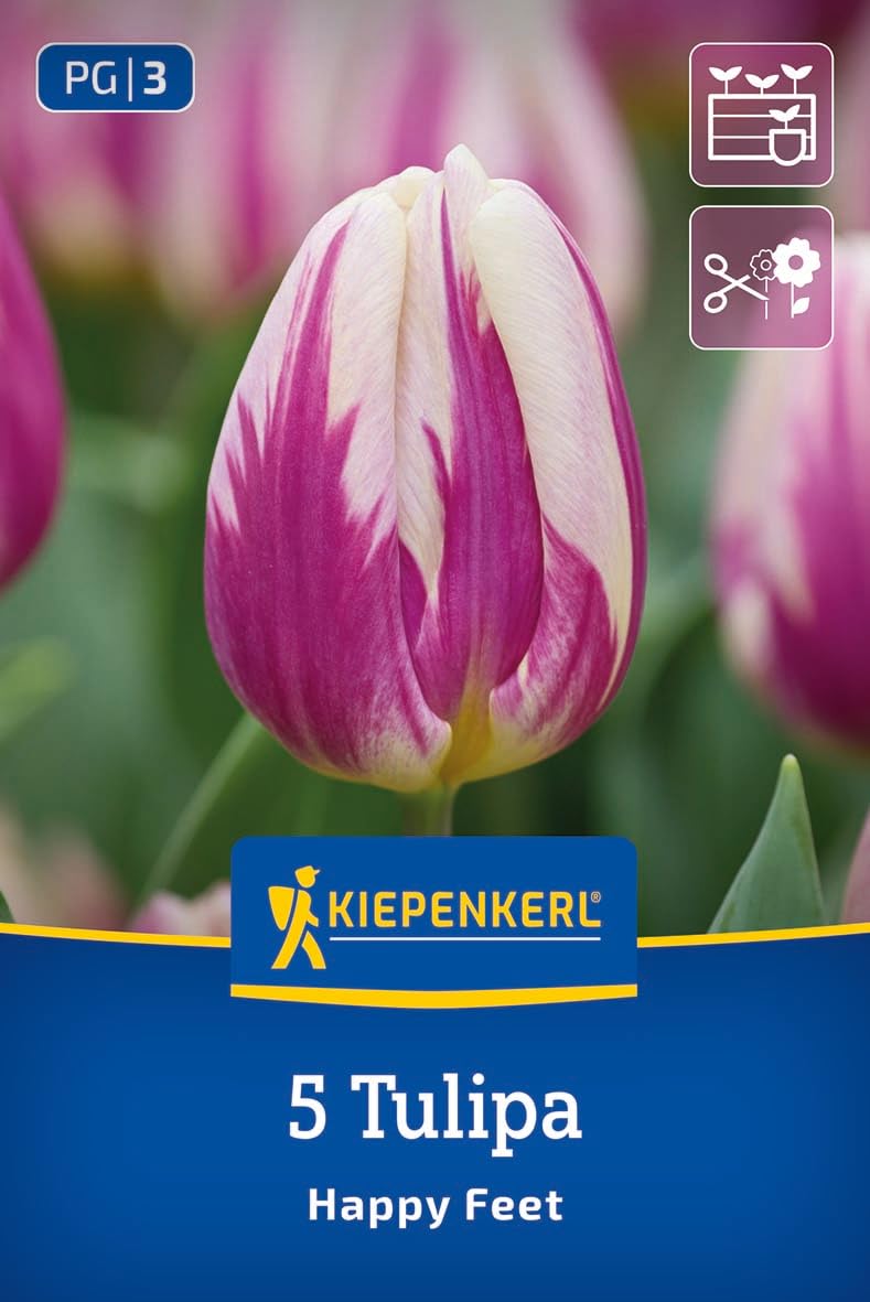 kiepenkerl-triumph-tulpe-happy-feet-blumenzwiebeln-zweifarbig-40-50-cm-aprilbl-h image 1