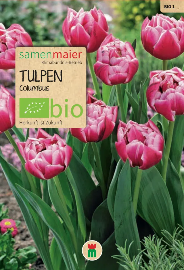 samen-maier-bio-tulpen-gef-llt-columbus-blumenzwiebeln image 1
