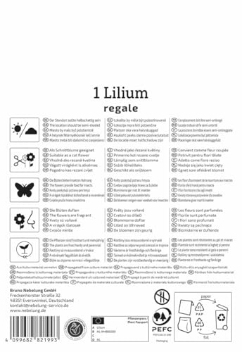 kiepenkerl-trompeten-lilie-lilium-regale-blumenzwiebeln image 8