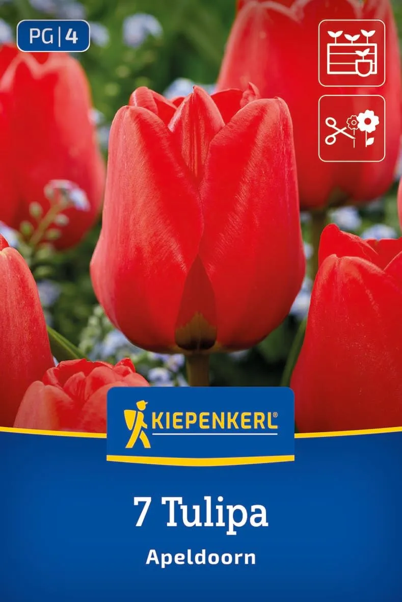 kiepenkerl-darwin-hybrid-tulpe-apeldoorn-blumenzwiebeln-rote-tulpen-50-cm-april- image 1