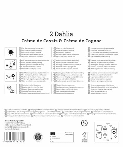 kiepenkerl-dahlien-duo-cr-me-de-cassis-cognac-3825013-blumenzwiebeln image 8