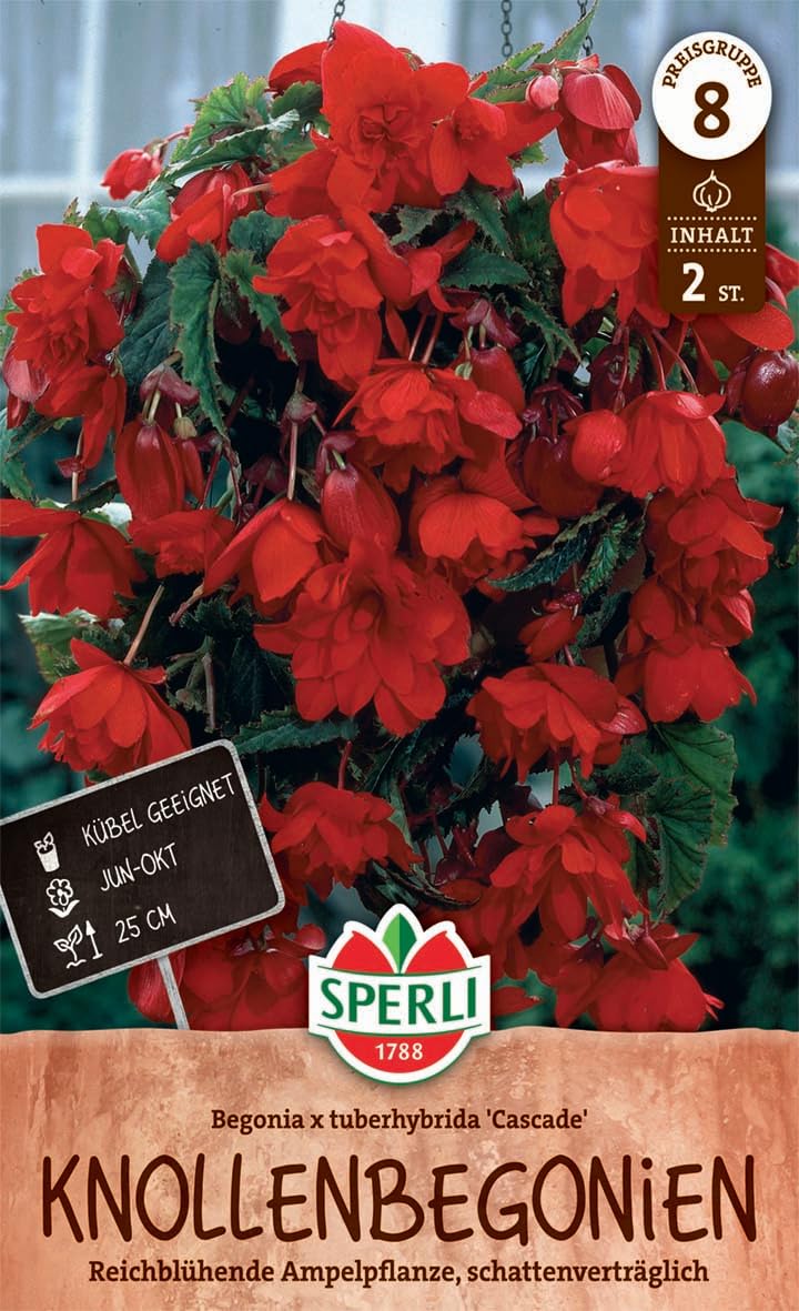 sperli-knollenbegonie-cascade-rot-260328-blumenzwiebeln image 1