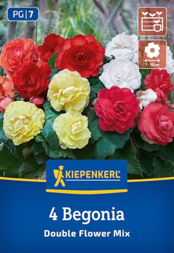 kiepenkerl-knollenbegonie-gef-llte-mischung-blumenzwiebeln-rot-pink-gelb-wei image 7