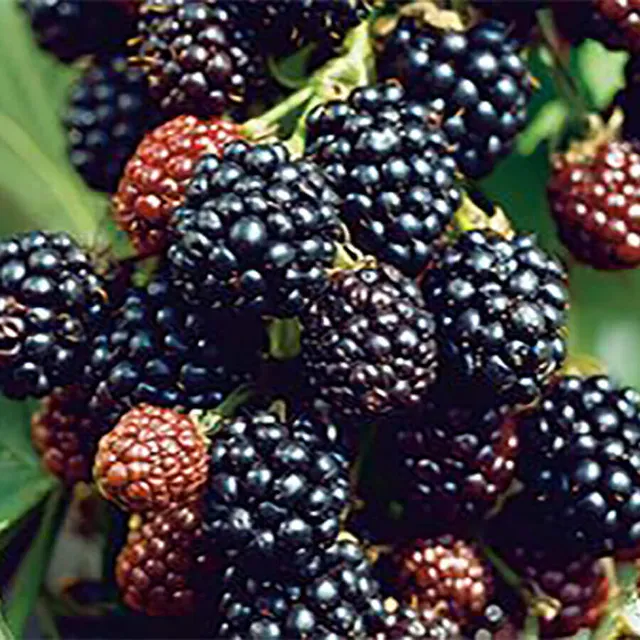 samen-maier-bio-brombeere-loch-ness-stachellose-brombeer-pflanze image 1