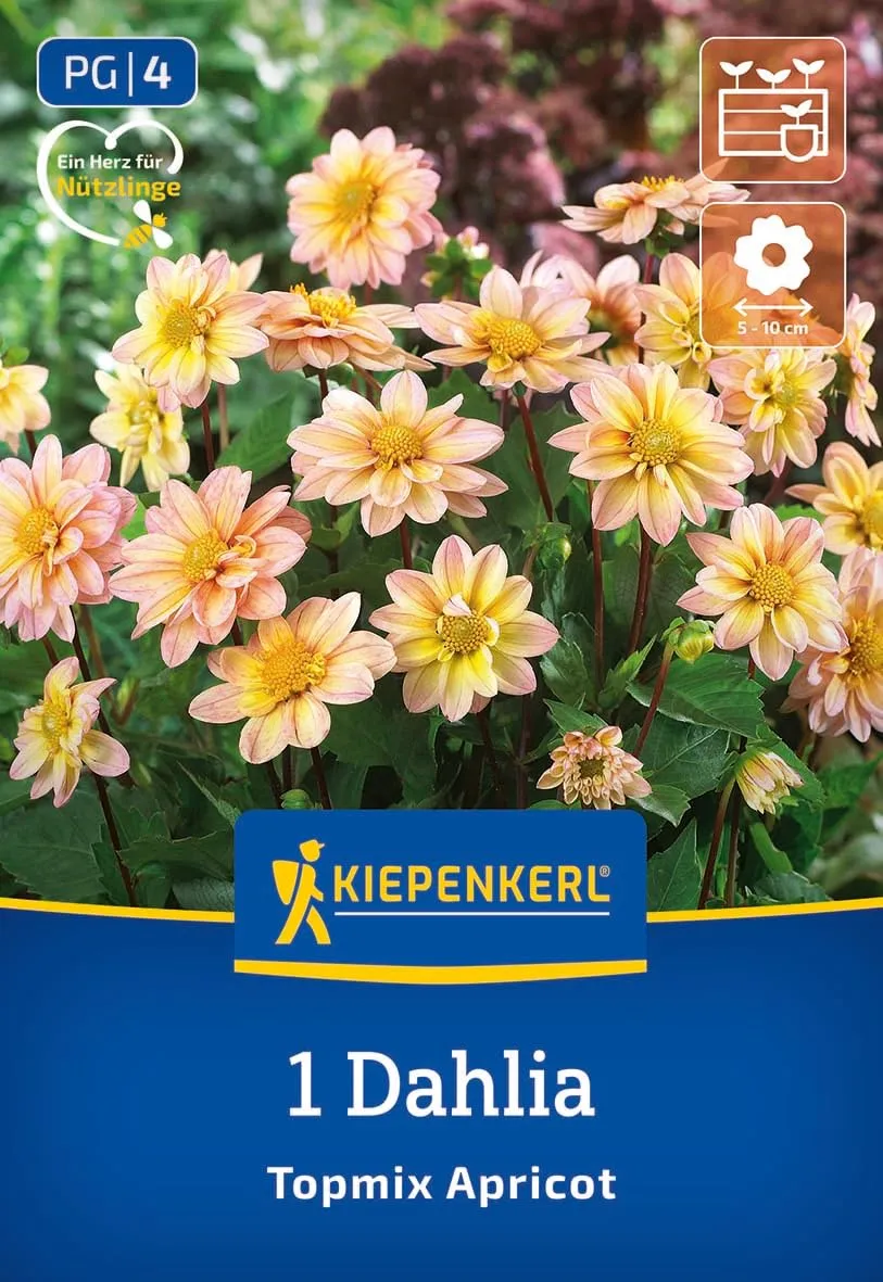 kiepenkerl-beet-topf-dahlie-topmix-apricot-3000054-blumenzwiebeln image 1
