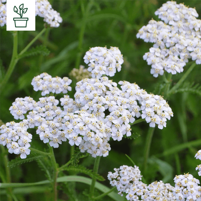 samen-maier-bio-gemeine-schafgarbe-achillea-millefolium-im-topf image 1