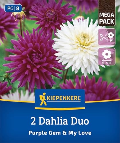 kiepenkerl-dahlien-duo-purple-gem-my-love-blumenzwiebeln-lila-wei image 7