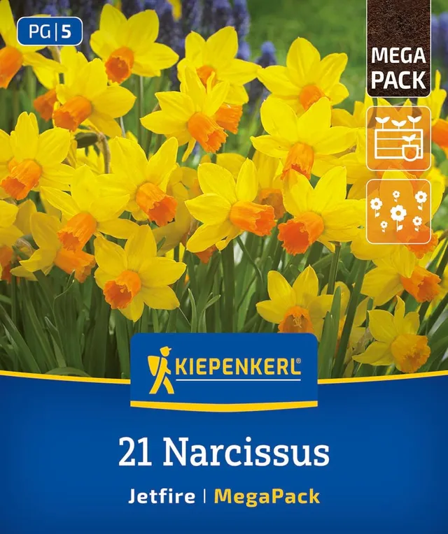 kiepenkerl-mega-pack-alpenveilchen-narzisse-jetfire-blumenzwiebeln-m-rz-april-bl image 1