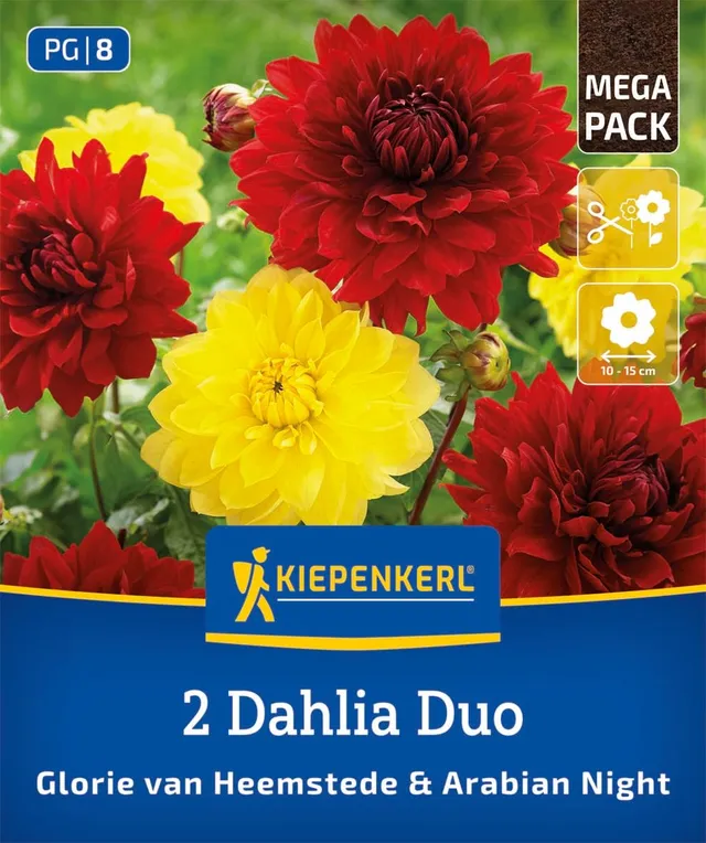 kiepenkerl-dahlien-duo-glory-of-heemstede-arabian-night-blumenzwiebeln image 1