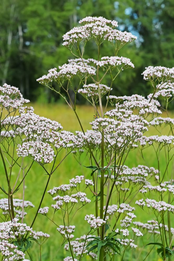 samen-maier-bio-arznei-baldrian-topf-valeriana-officinalis image 2