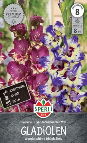 sperli-gladiole-color-club-mix-262032-gladiolenknollen-exklusive-schnittblumen-m image 3