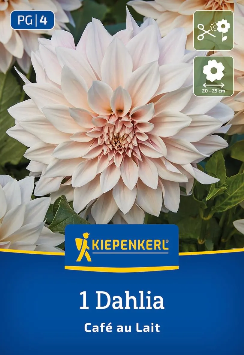 kiepenkerl-dekorative-dahlie-caf-au-lait-blumenzwiebeln-25-cm-bl-te-zartrosa-cre image 1