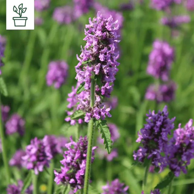 samen-maier-bio-dichtbl-tiger-ziest-betonica-officinalis-wildblumenstaude-im-top image 1