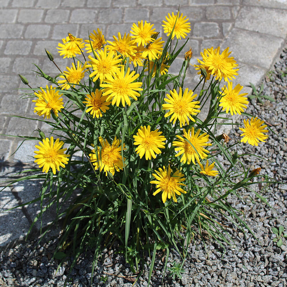 samen-maier-bio-gro-er-wiesen-bocksbart-tragopogon-orientalis-im-topf image 2