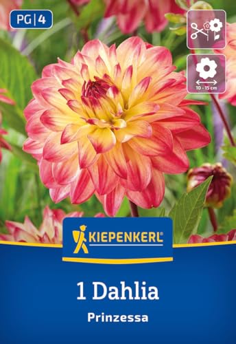 kiepenkerl-dekorative-dahlie-prinzessa-blumenzwiebeln-12-cm-bl-ten-gelb-orange image 7
