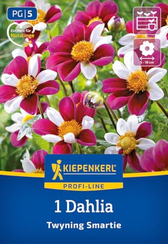 kiepenkerl-profi-line-dahlie-twyning-smartie-zweifarbige-magenta-wei-e-bienendah image 7