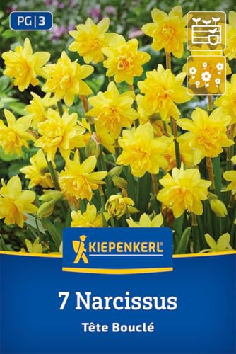 kiepenkerl-gef-llte-narzisse-t-te-boucl-blumenzwiebeln-gelb-20-cm image 3