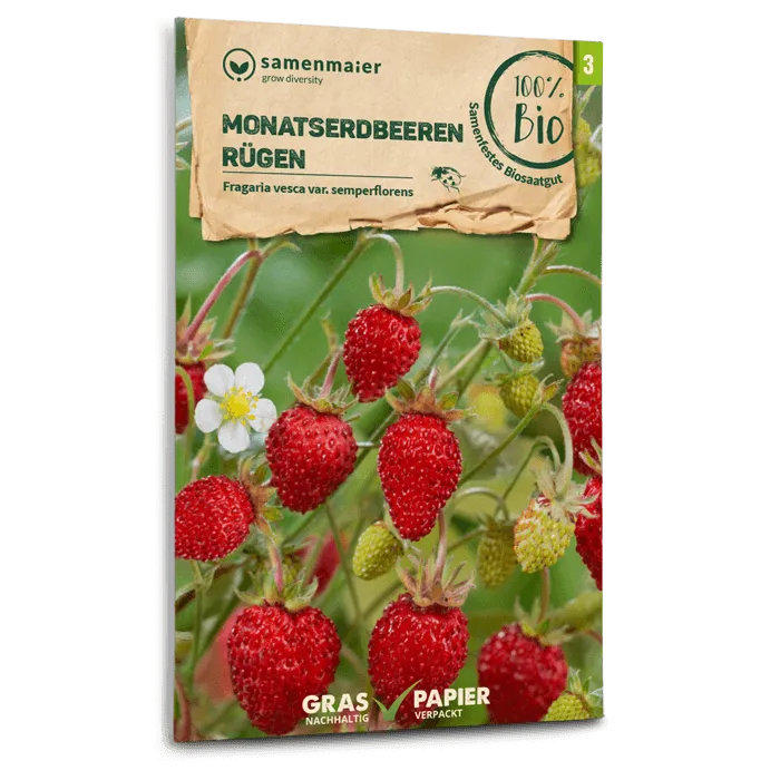 samen-maier-bio-monatserdbeeren-r-gen-erdbeersamen image 1