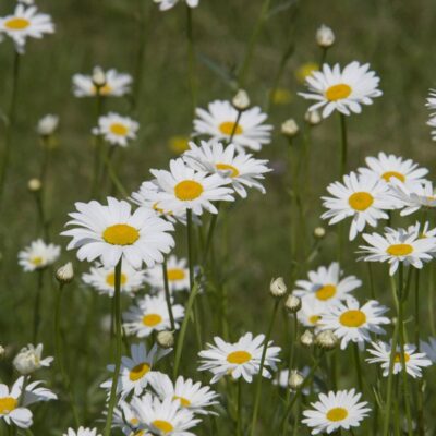 samen-maier-bio-kleine-margerite-leucanthemum-vulgare-im-topf image 4
