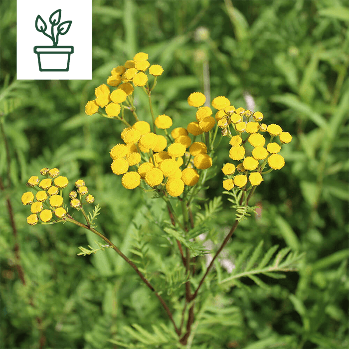 samen-maier-bio-rainfarn-tanacetum-vulgare-wildblume-im-topf image 1
