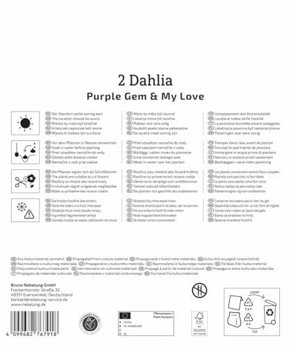 kiepenkerl-dahlien-duo-purple-gem-my-love-blumenzwiebeln-lila-wei image 8