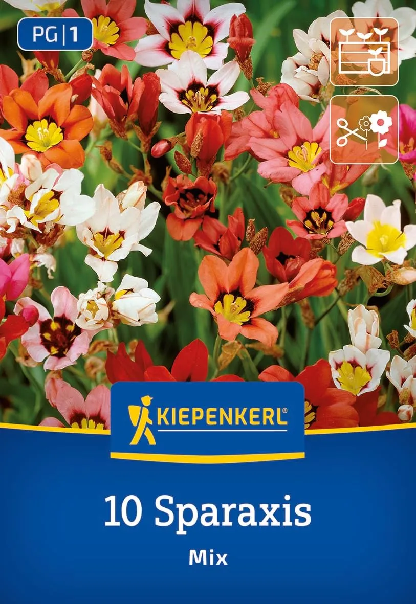 kiepenkerl-fransenschwertel-mischung-3675018-bunte-sparaxis-zwiebeln-ca-25-cm image 1