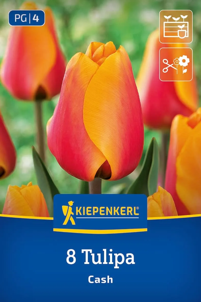 kiepenkerl-darwin-hybrid-tulpe-cash-tulpenzwiebeln-orange-rot-bis-60-cm image 1