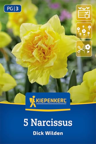 kiepenkerl-narzisse-dick-wilden-blumenzwiebeln image 7