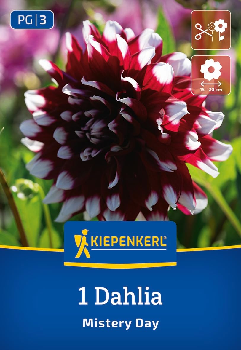 kiepenkerl-dekorative-dahlie-mystery-day-blumenzwiebeln image 1