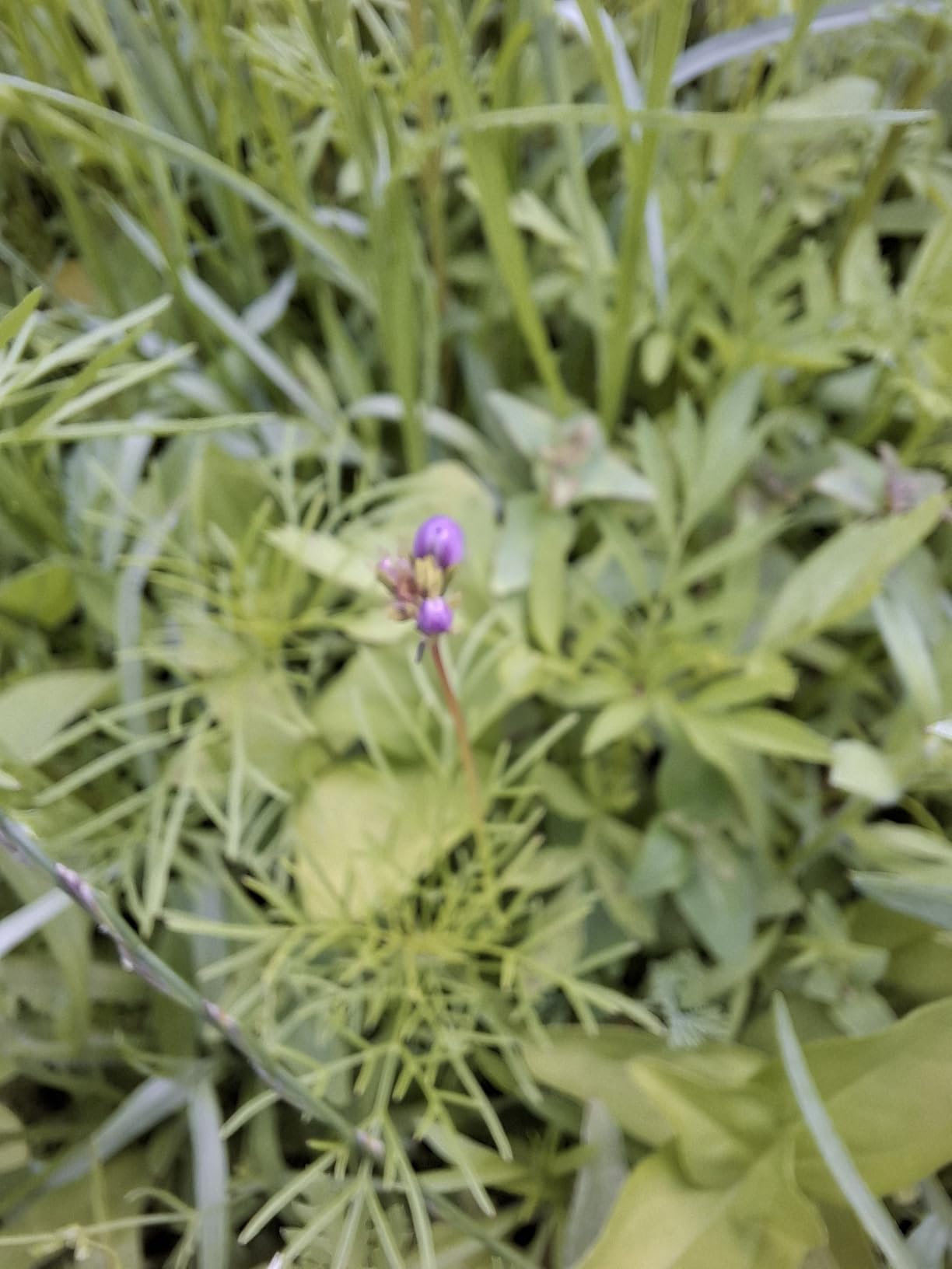 Bienenwiese im Kleinformat