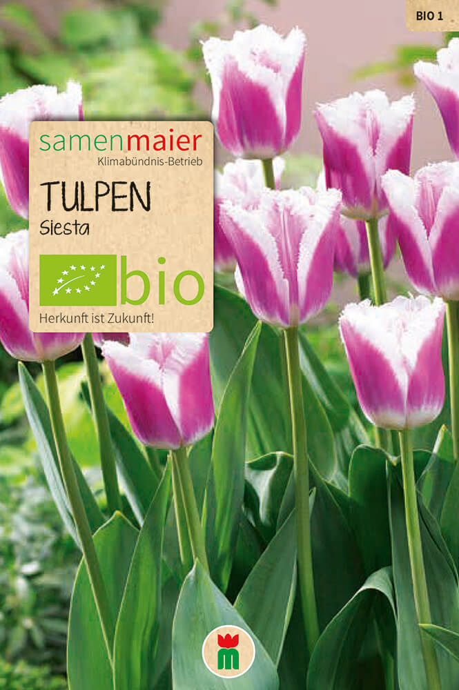 samen-maier-bio-tulpen-siesta-blumenzwiebeln image 1